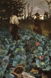 A Cabbage Garden